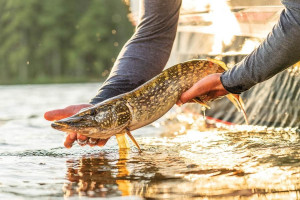 Fotogaléria TRACKER Pro Guide™ V-16 SC